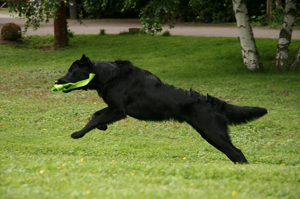 4-cacib-gi-30mai10-foto-iheller_a